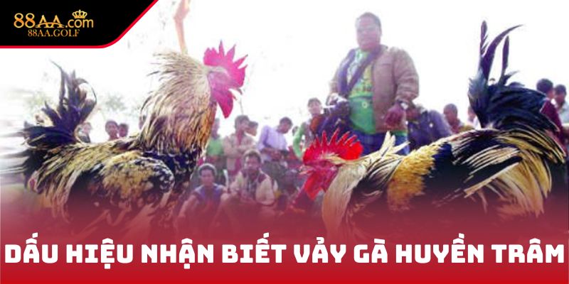 Dấu hiệu nhận biết vảy gà Huyền Trâm